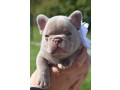 superbe-male-bouledogue-francais-isabella-small-0