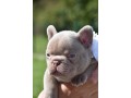 superbe-male-bouledogue-francais-isabella-small-2