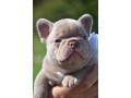 superbe-male-bouledogue-francais-isabella-small-1