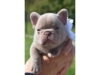 Superbe mâle bouledogue français isabella