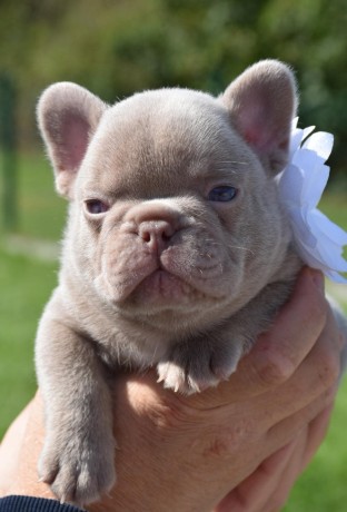 superbe-male-bouledogue-francais-isabella-big-0