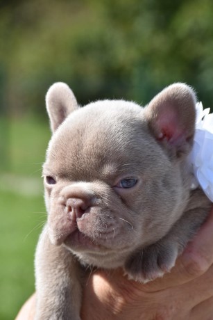 superbe-male-bouledogue-francais-isabella-big-2