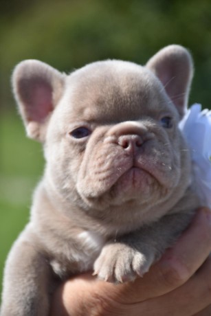 superbe-male-bouledogue-francais-isabella-big-1