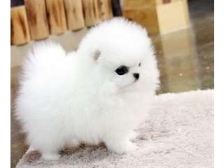 Chiot type pomeranien blanc, propre, sociable cherche une nouvelle famille