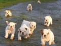 9-chiots-bulldogs-anglais-5-femelles-et-4-males-disponible-small-3