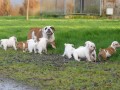 9-chiots-bulldogs-anglais-5-femelles-et-4-males-disponible-small-1