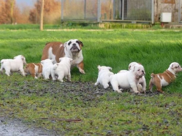 9-chiots-bulldogs-anglais-5-femelles-et-4-males-disponible-big-1