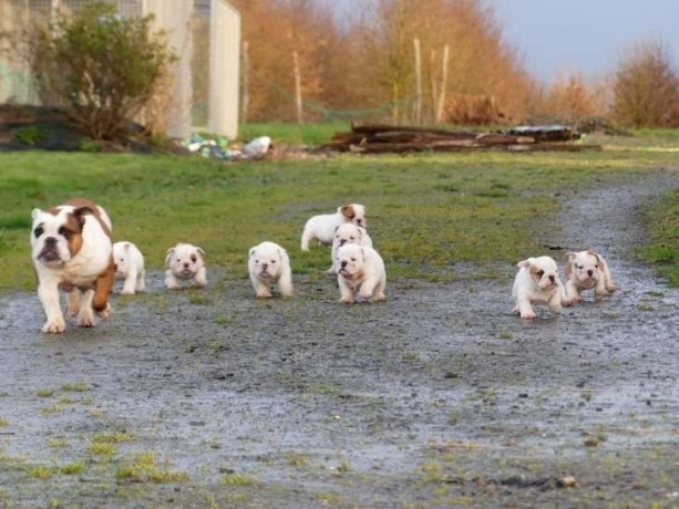 9-chiots-bulldogs-anglais-5-femelles-et-4-males-disponible-big-2