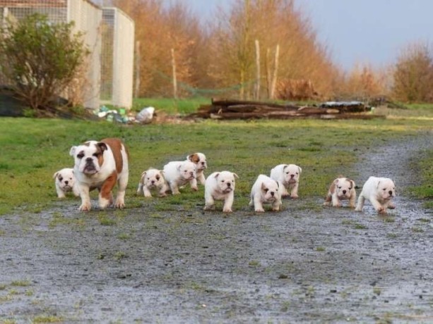 9-chiots-bulldogs-anglais-5-femelles-et-4-males-disponible-big-0