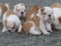 magnifiques-chiots-bulldog-anglais-avec-pedigree-small-0