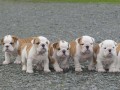 magnifiques-chiots-bulldog-anglais-avec-pedigree-small-1