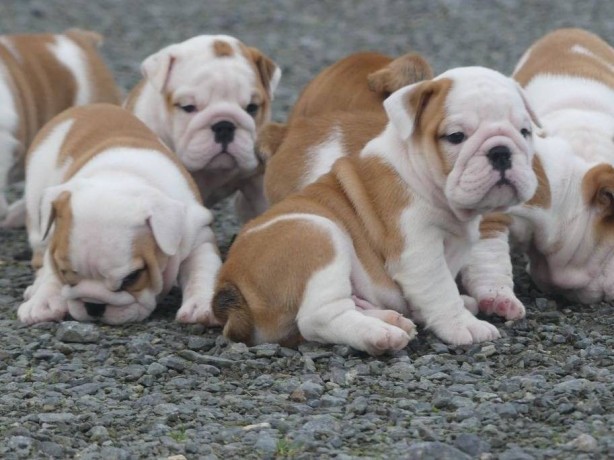 magnifiques-chiots-bulldog-anglais-avec-pedigree-big-0