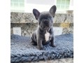 jolis-bleu-chiots-bouledogue-francais-a-vendre-small-2