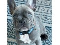 jolis-bleu-chiots-bouledogue-francais-a-vendre-small-1