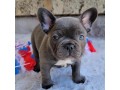 jolis-bleu-chiots-bouledogue-francais-a-vendre-small-0