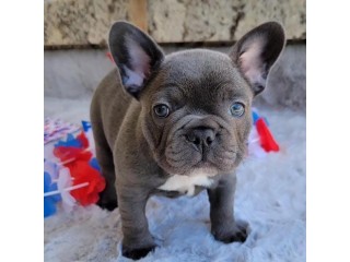 Jolis Bleu chiots Bouledogue Français à vendre.