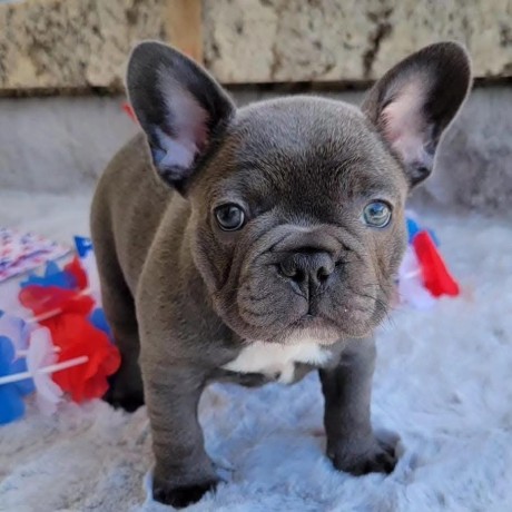 jolis-bleu-chiots-bouledogue-francais-a-vendre-big-0